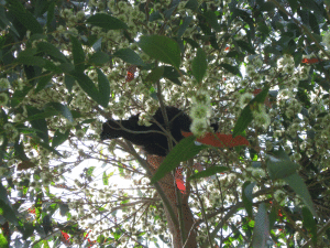 Tui feeding on eucalypt nectar