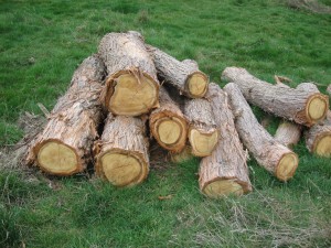 Logs ready for milling