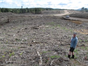 The site pre-planting (2011)
