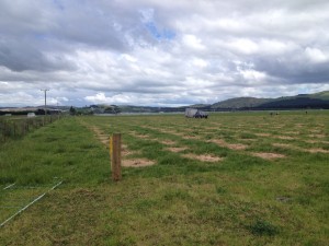The Phoebe site at planting.