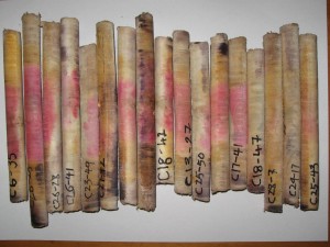 Cores stained with di methyl yellow to identify heartwood.
