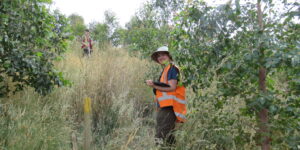 Modelling durable eucalypt biomass – publication