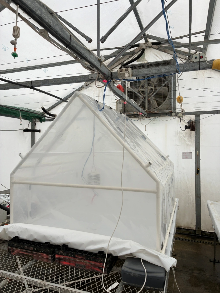 Figure 8: New fogging tent to assist propagation of E. globoidea grafted clones built by Proseed NZ, Amberley, June 2026.